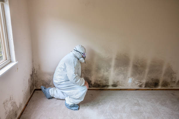 Forensic Mold Investigation in Chino, CA